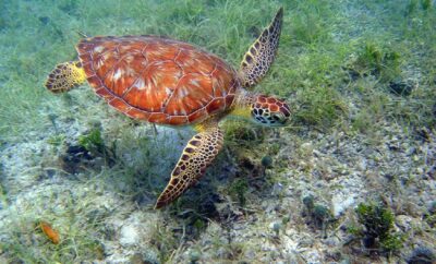 Virgin Islands National Park